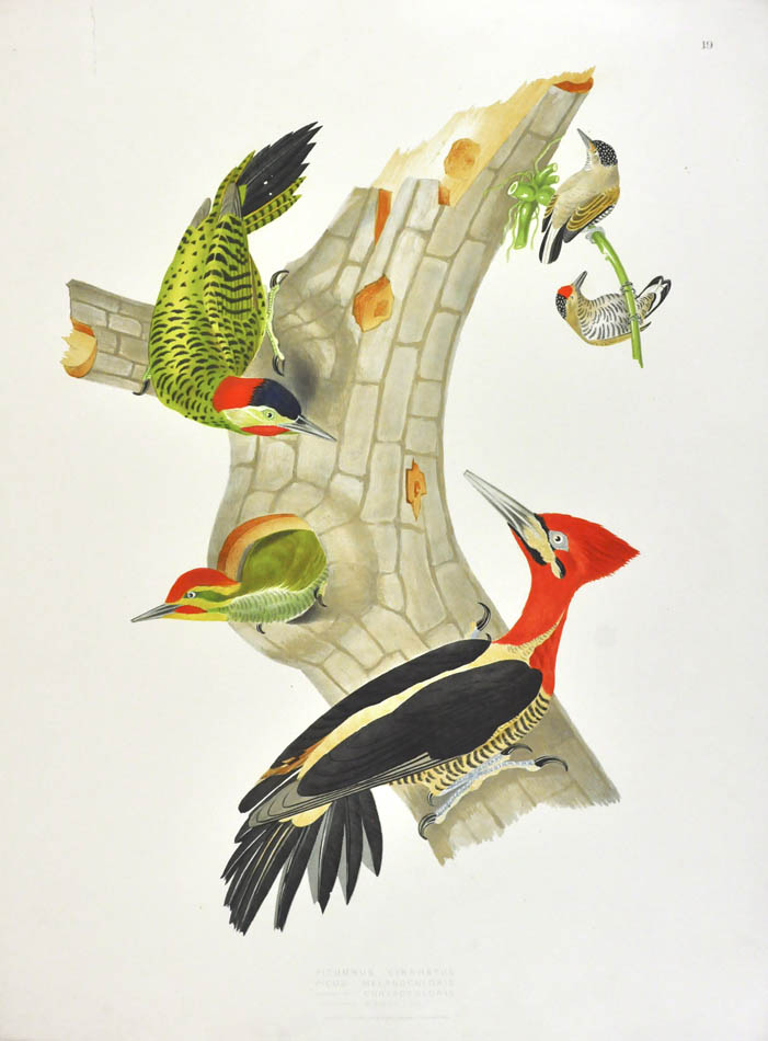 Ornithologie Bresilienne