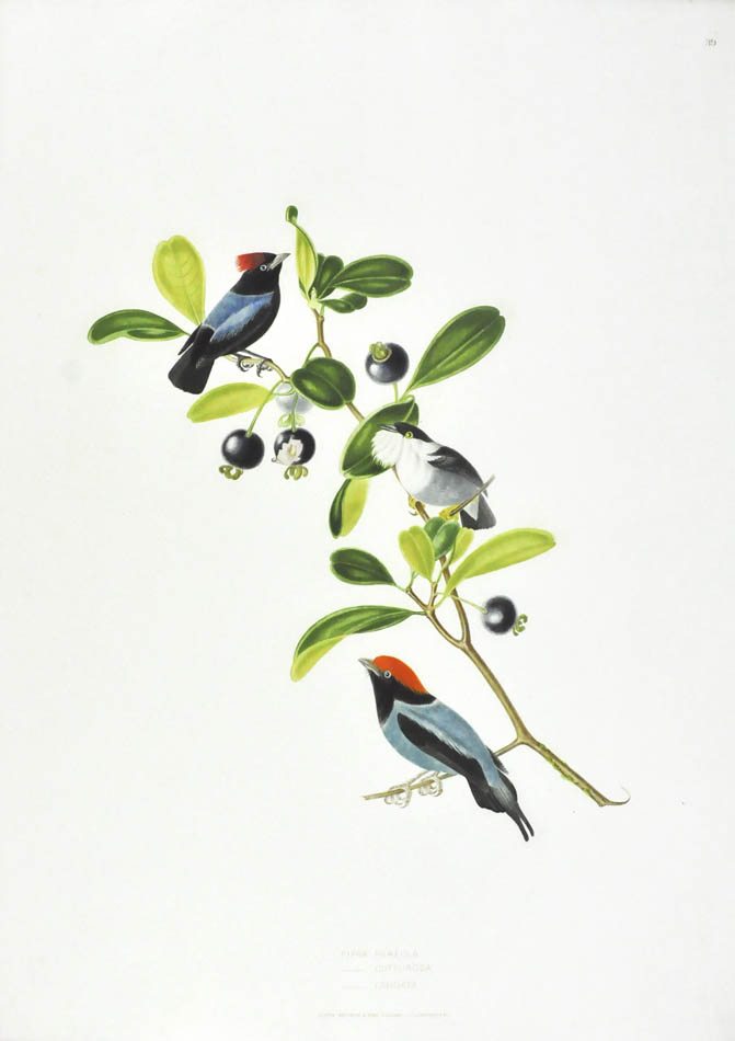 Birds depicted: Pipra Pareola, Pipra Gutturosa and Pipra Caudata.