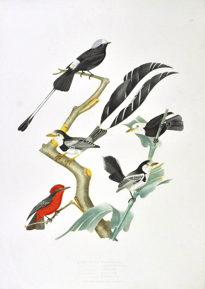 Birds depicted: Muscipeta Filicauda, Muscipeta Leucocephala, Muscipeta Psalura, Muscipeta Alector and Muscipeta Coronata.