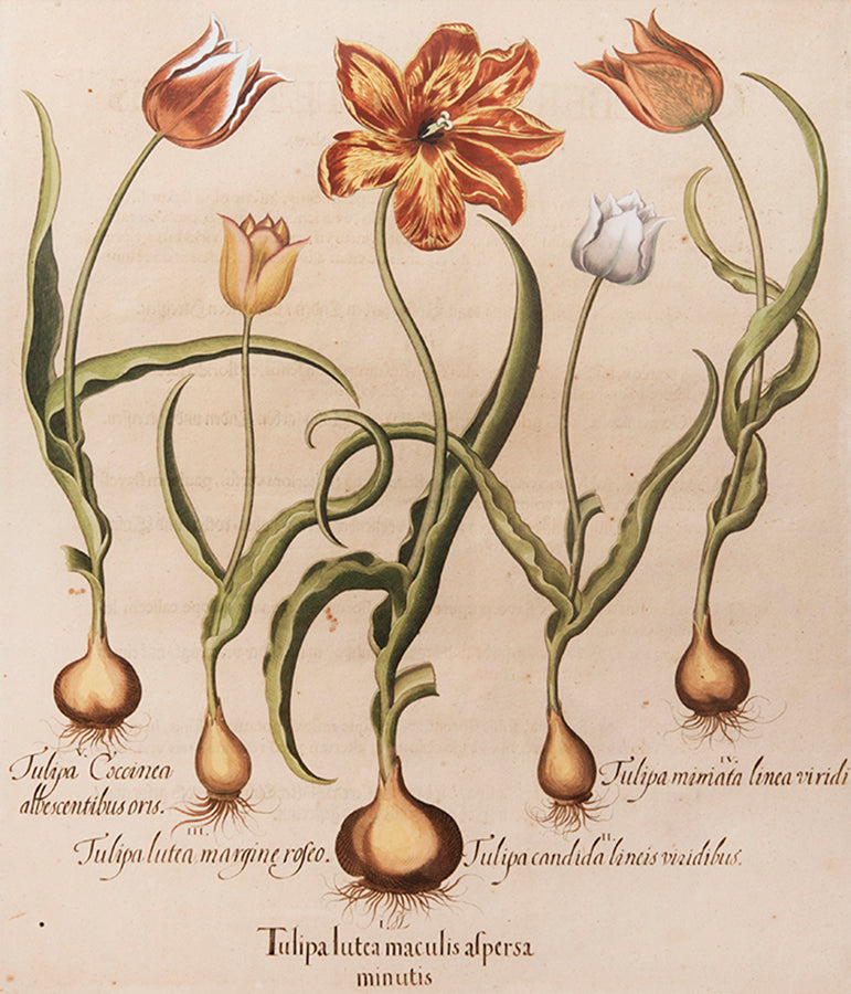 A magnificent hand-coloured plate of tulips from 'Hortus Eystettensis', one of the earliest and most famous works in the field