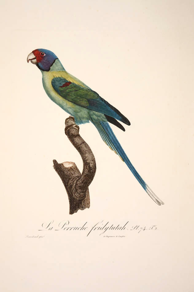 From Levaillant's "Histoire Naturelle des Perroquets", which is considered the most comprehensive and complete catalogue on the subject.<br />