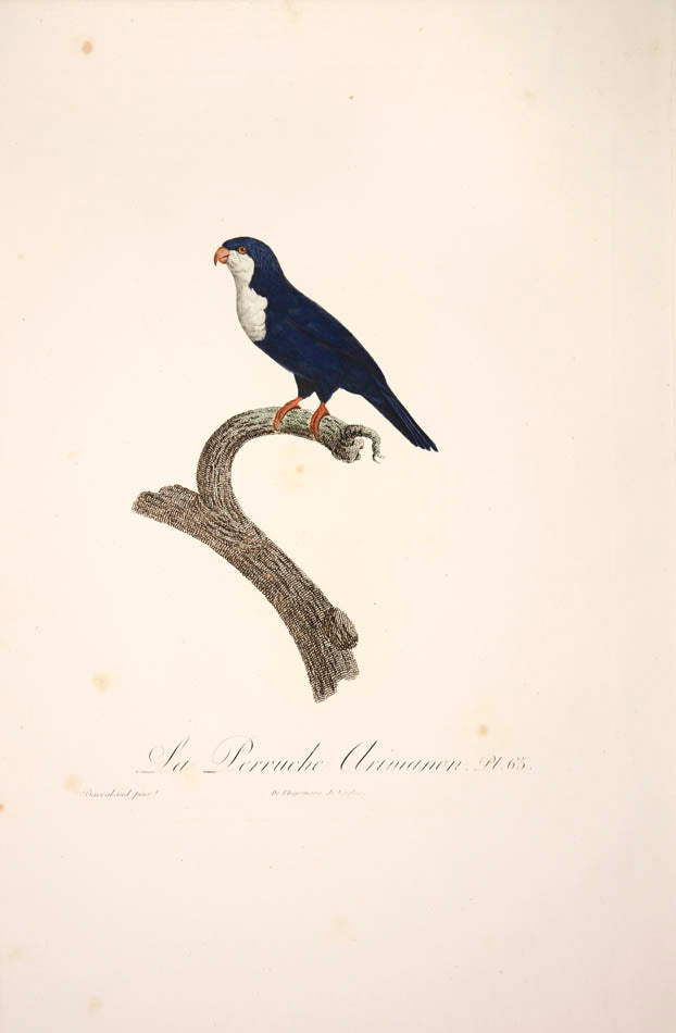 From Levaillant's "Histoire Naturelle des Perroquets", which is considered the most comprehensive and complete catalogue on the subject.<br />