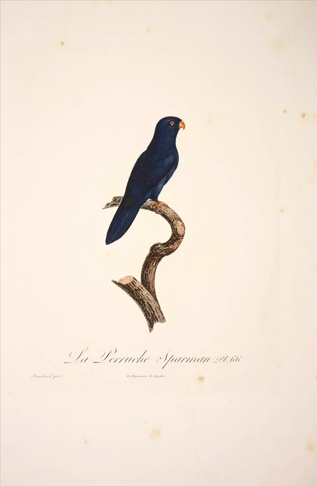 From Levaillant's "Histoire Naturelle des Perroquets", which is considered the most comprehensive and complete catalogue on the subject.<br />