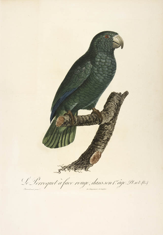 From Levaillant's "Histoire Naturelle des Perroquets", which is considered the most comprehensive and complete catalogue on the subject.<br />