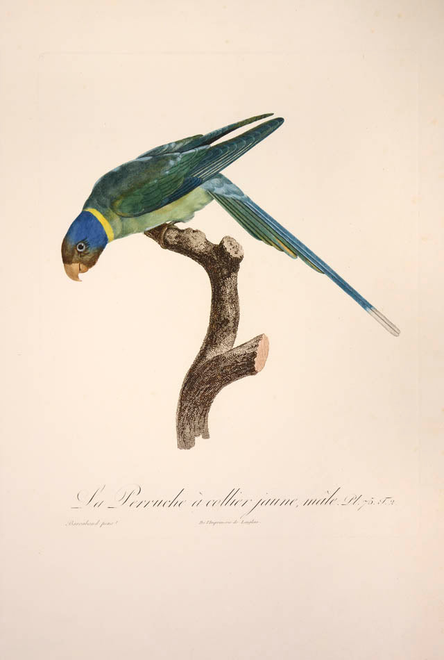 From Levaillant's "Histoire Naturelle des Perroquets", which is considered the most comprehensive and complete catalogue on the subject.<br />