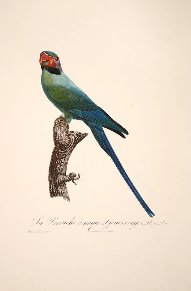 From Levaillant's "Histoire Naturelle des Perroquets", which is considered the most comprehensive and complete catalogue on the subject.