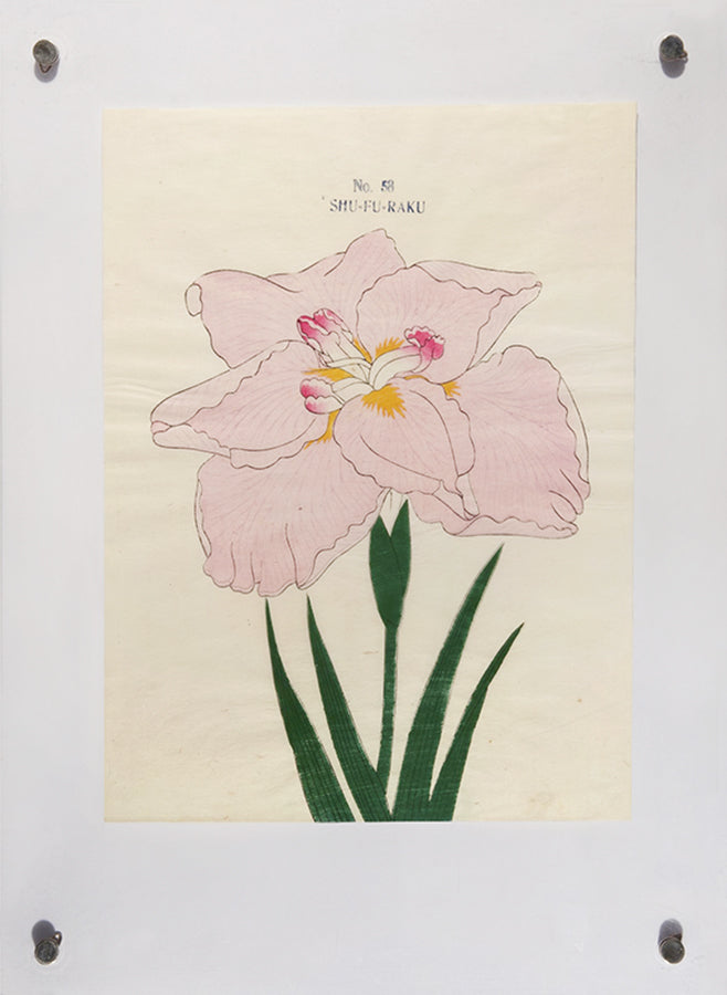 Hand-coloured Japanese woodblock prints of Iris on handmade rice paper, each numbered and captioned at top.