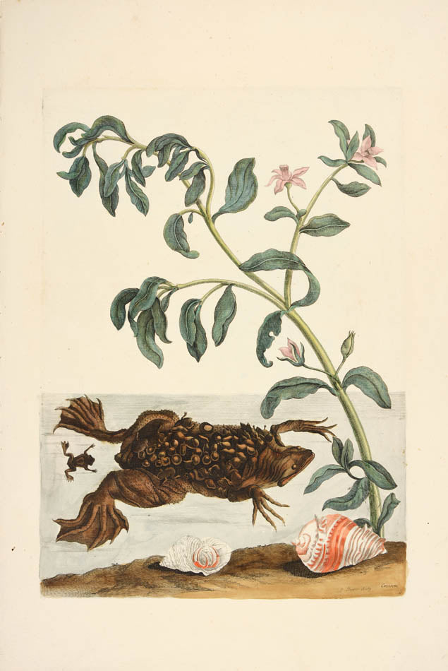 Pair of copper engravings with original hand-colouring, mounted overall size, Maria Sybilla,