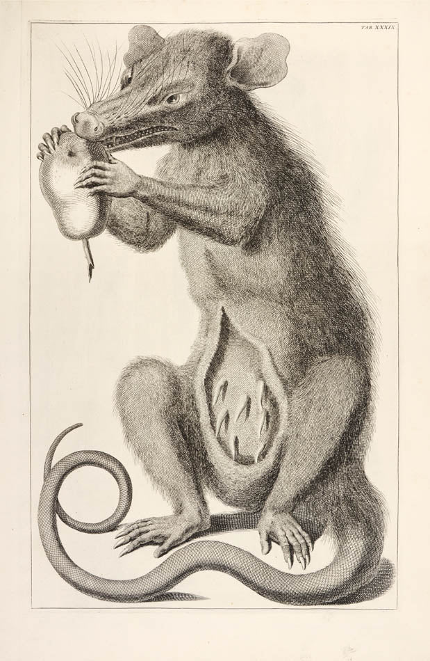 Seba, a Dutch apothecary and member of the Dutch East India Company, was one of the prototypical collectors of natural curiosities and exotic species