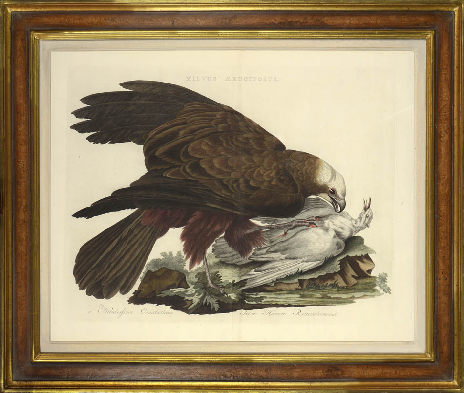 Hand-coloured engraved bird of prey print by Nozeman and Sepp, framed.