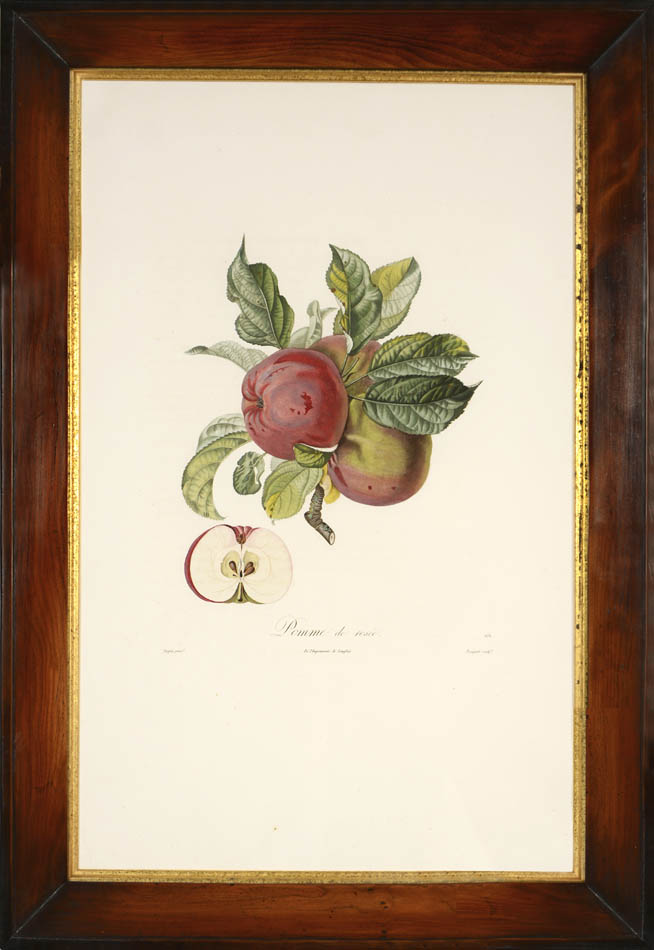 A group of Four Apples by Poiteau and Turpin. Fine stipple-engraved plates printed in colours and finished by hand.