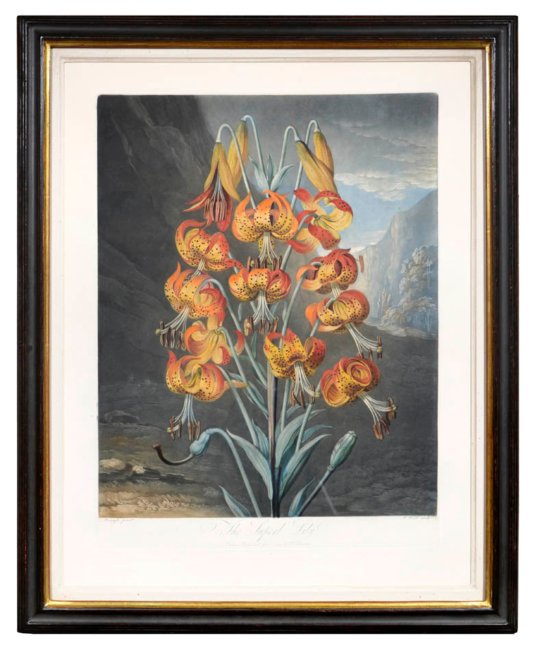 Aquatint and mezzotint, printed in colour and finished by hand, heightened with gum arabic, from The Temple of Flora.