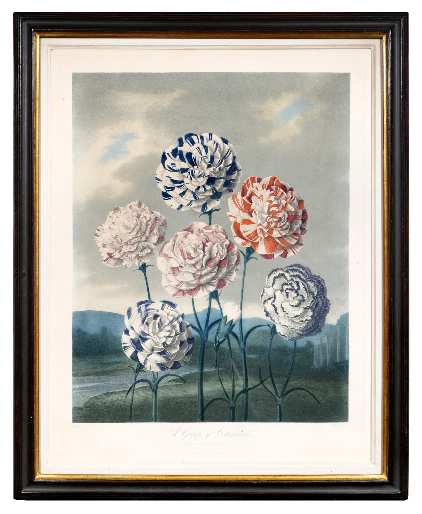 Aquatint and mezzotint, printed in colour and finished by hand, heightened with gum arabic, from The Temple of Flora.