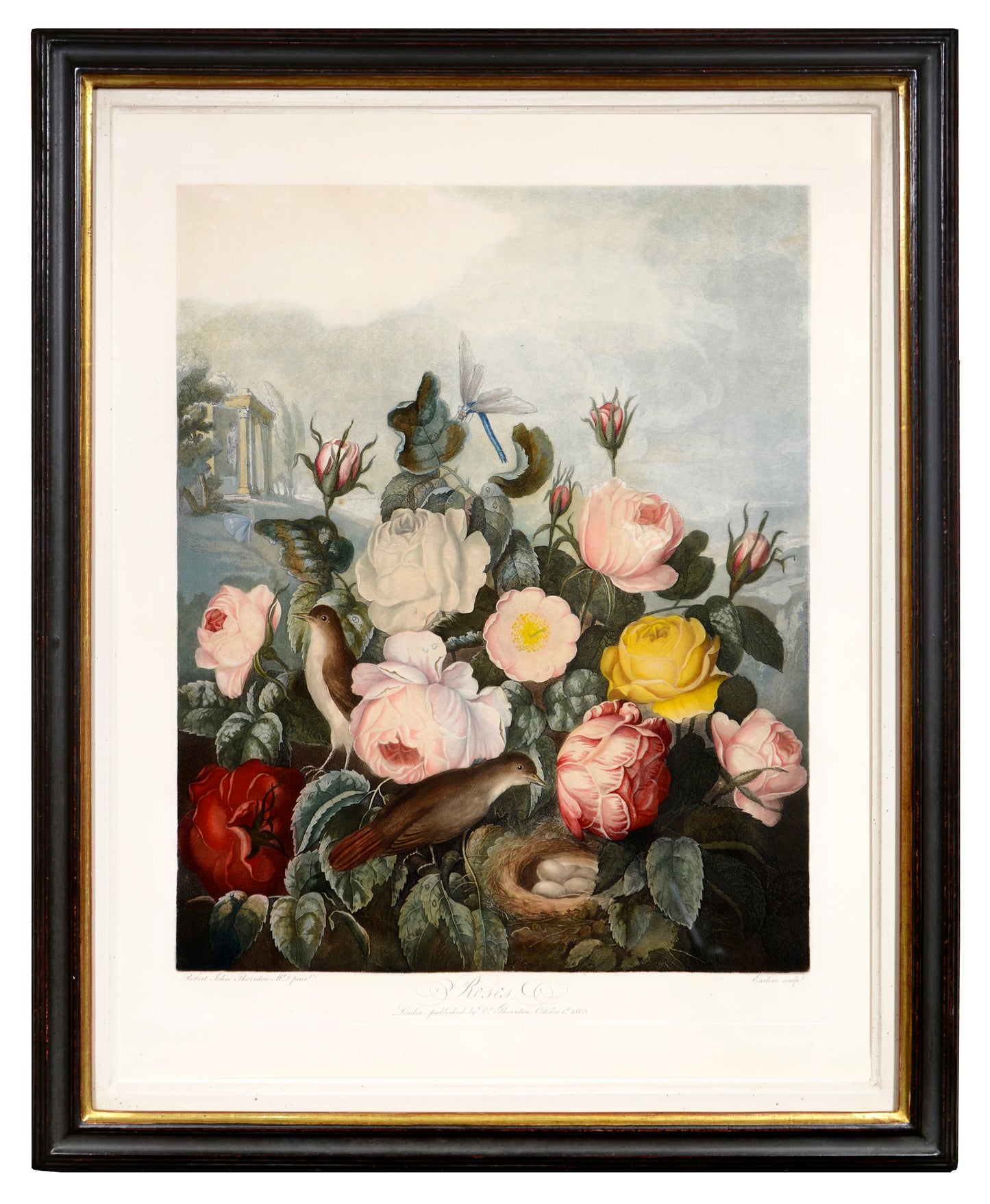 Aquatint and mezzotint, printed in colour and finished by hand, heightened with gum arabic, from The Temple of Flora.