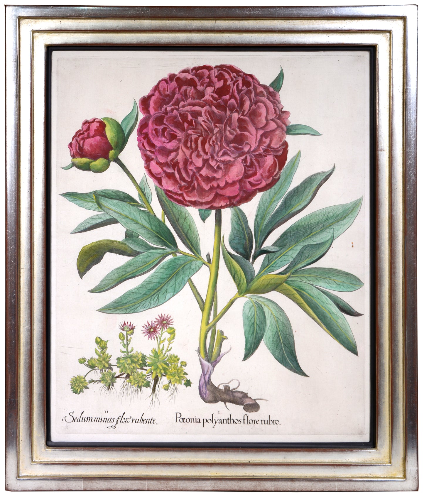 Four copper engraved plates of Peonies with hand-colour by Basilius Besler, Magnificent plates from Hortus Eystettensis, one of the earliest and most famous works