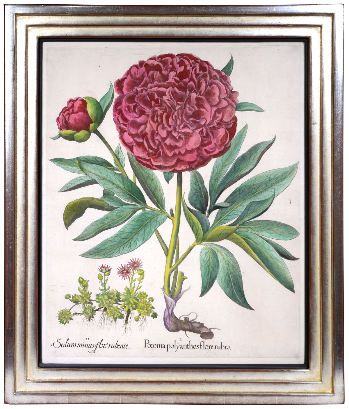 Four copper engraved plates of Peonies with hand-colour by Basilius Besler, Magnificent plates from Hortus Eystettensis, one of the earliest and most famous works