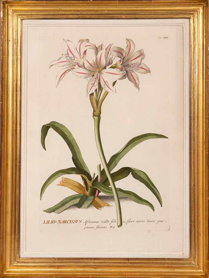 Group of three hand-coloured copper engraved botanical prints, from Trew's Plantae Selectae. Framed and glazed.
