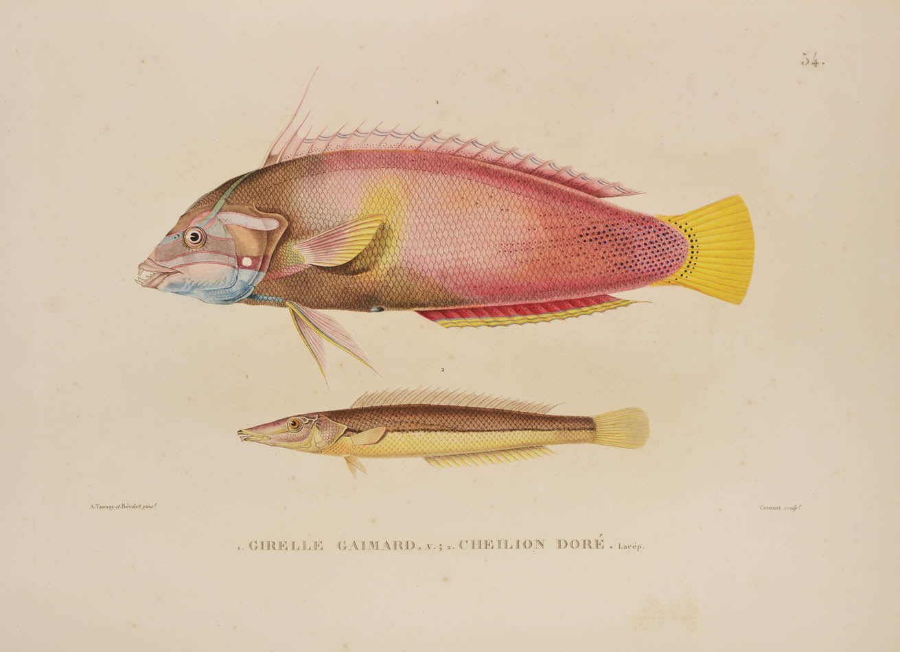 A rare complete set of the official account of Freycinet's voyage of scientific exploration in the Uranie and the Physicienne.