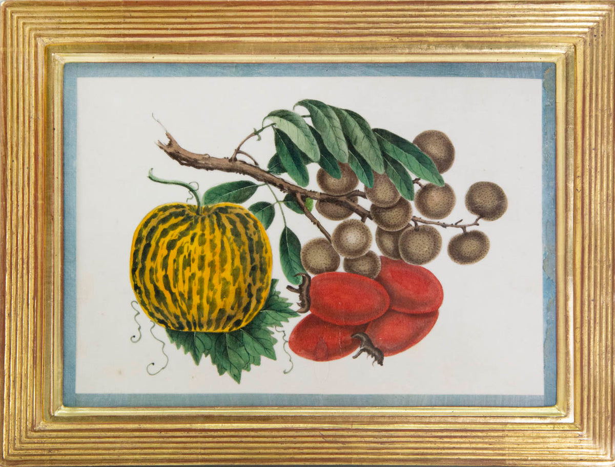Group of eight watercolour and gouache on pith paper showing Exotic Fruits, edged in turquoise silk ribbon and laid on paper. Framed and glazed.
