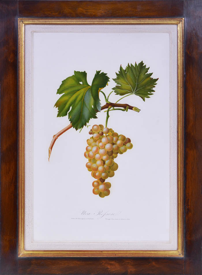 Six hand-coloured plates of Grapes, printed in colour and finished by hand