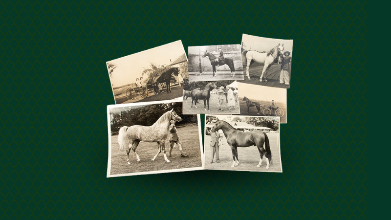Saving the Arabian Horse