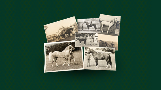 Saving the Arabian Horse