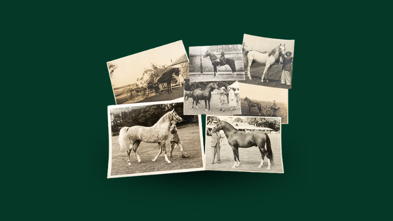 Saving the Arabian Horse: a connection between the first two Arab studs