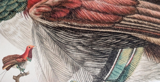 Golden Birds & Letters: Audebert’s Masterpiece