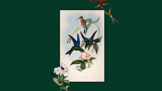 A Giant Book of Tiny Birds: The First Edition of John Gould’s Hummingbirds