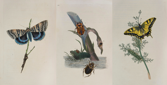 The Natural History Books of Edward Donovan