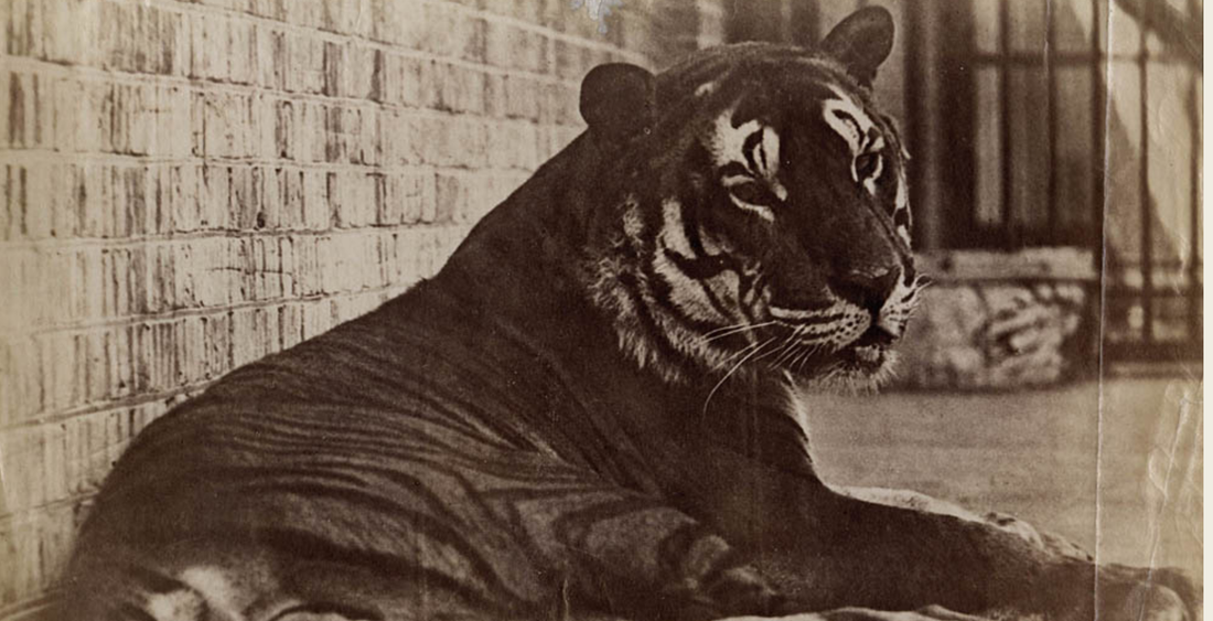 The Book in India From The 19th Century