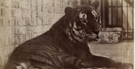 The Book in India From The 19th Century