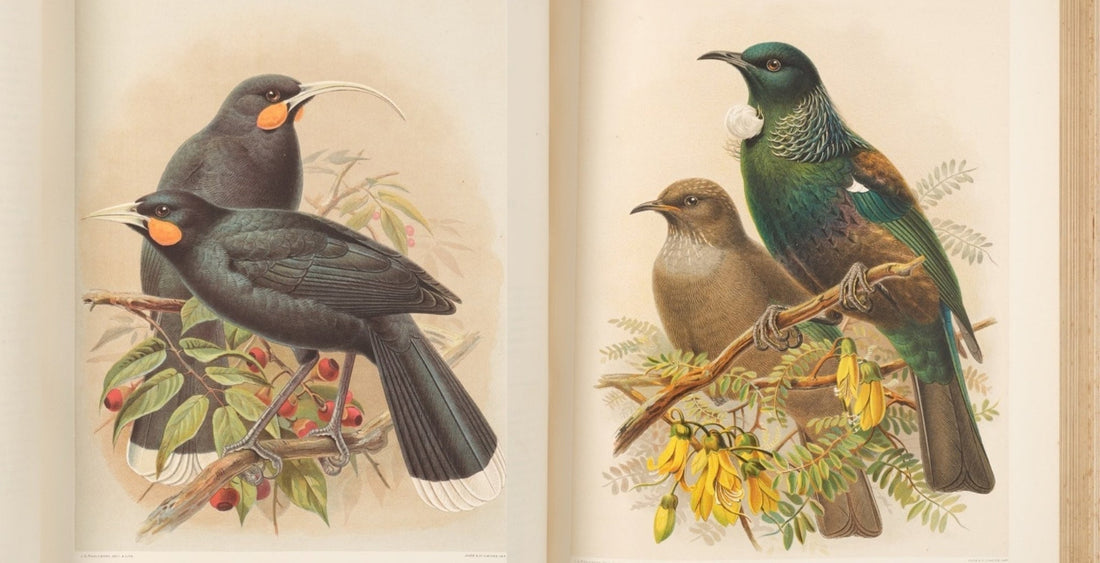 'The Most Perfect Coloured Figure of a Bird'