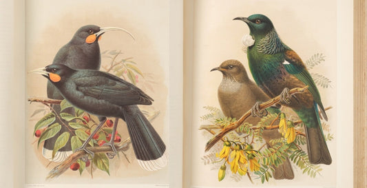 'The Most Perfect Coloured Figure of a Bird'