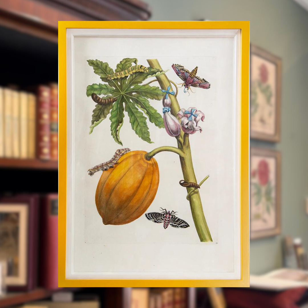 Butterflies and Insects Shapero Rare Books