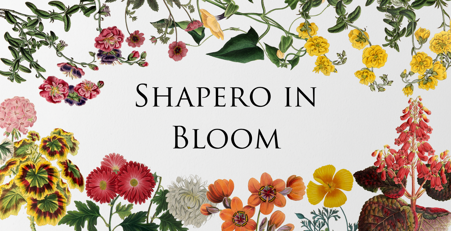 Shapero in Bloom | Chelsea Flower Show