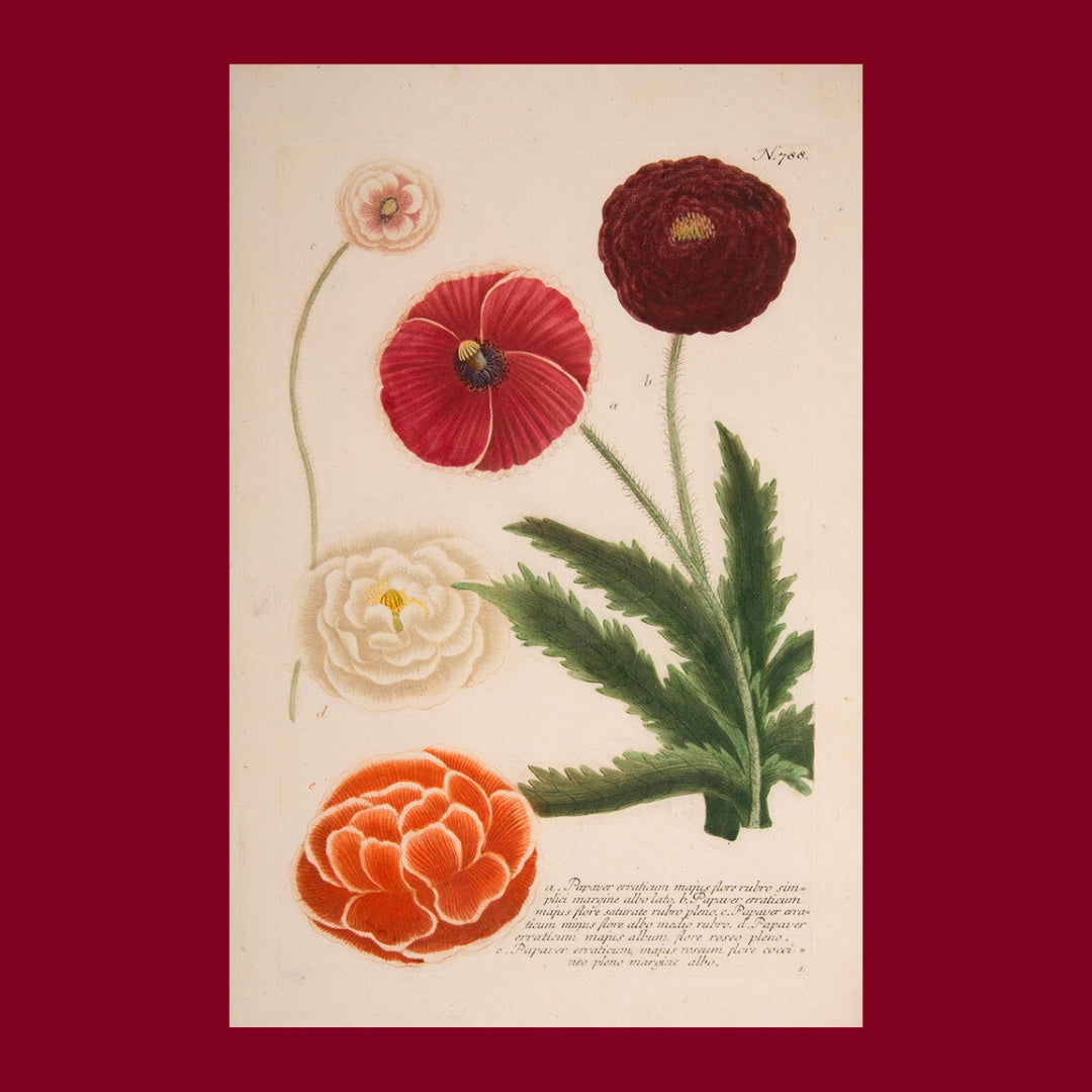 For the Nature Lover: Books on Floral and Botanical Wonders
