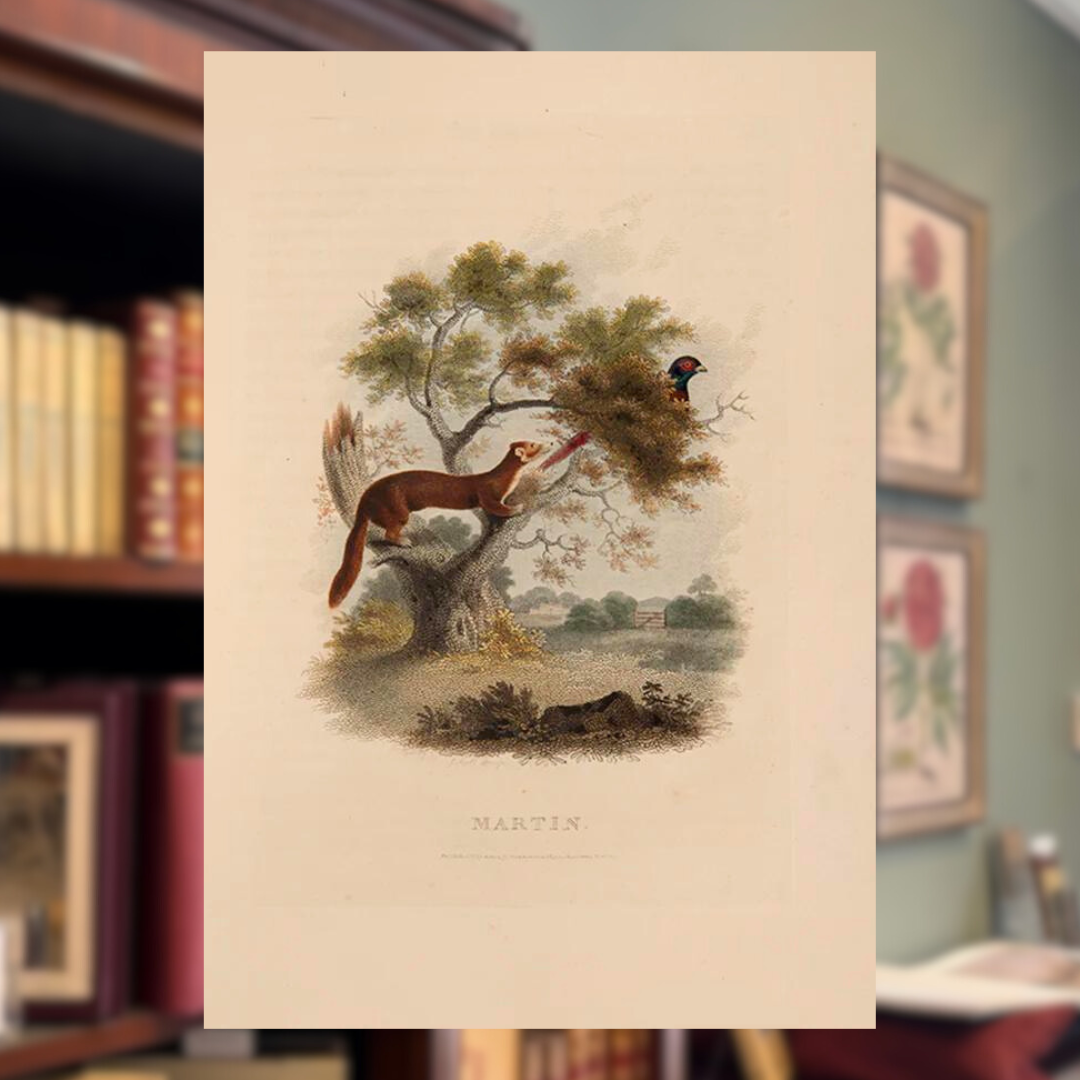 Hunting, Shooting and Fishing Shapero Rare Books