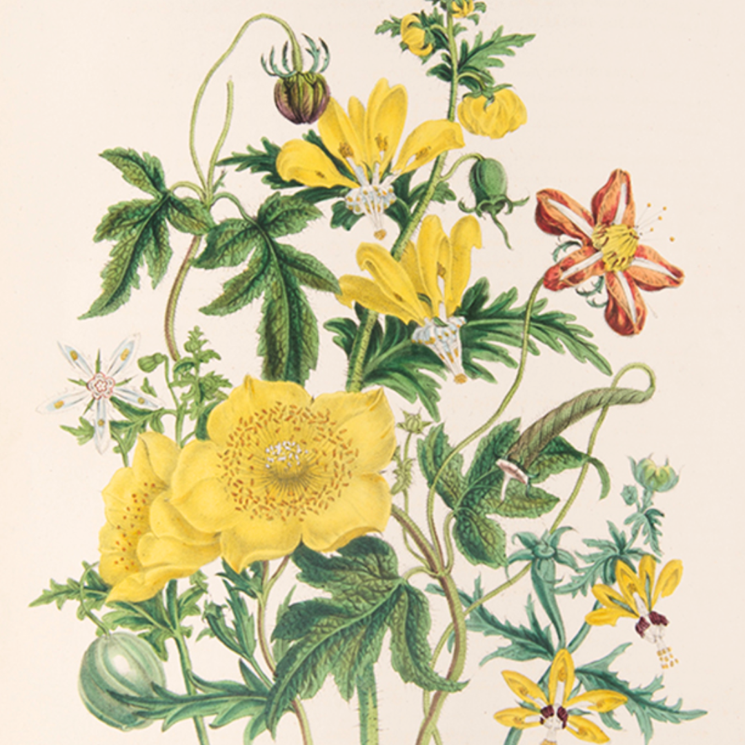 In Bloom