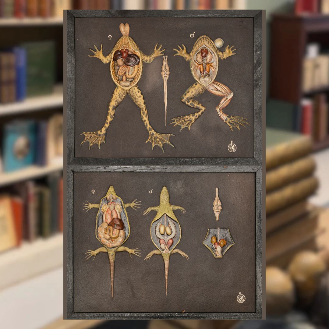 Medicine and Anatomy