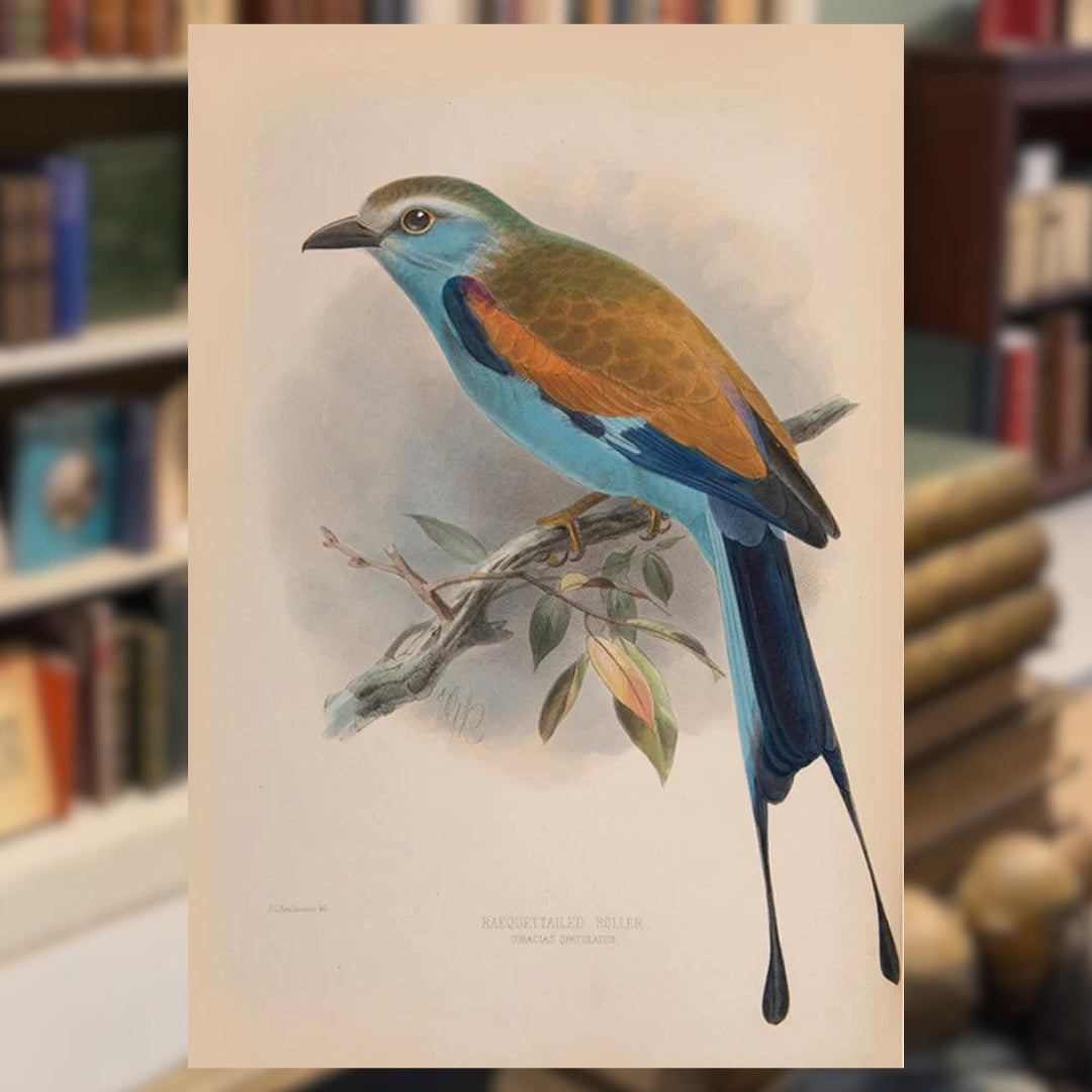 Natural History Shapero Rare Books