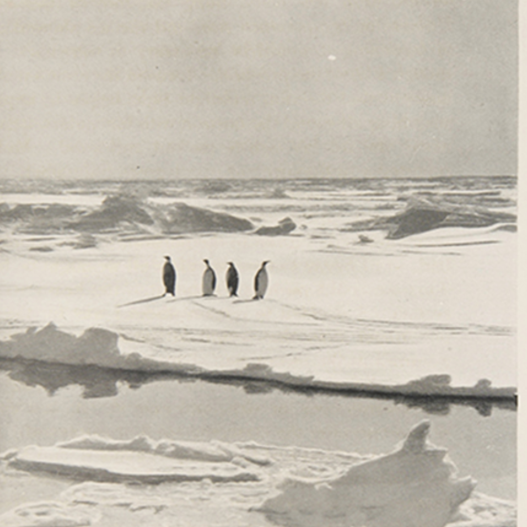 Polar Exploration