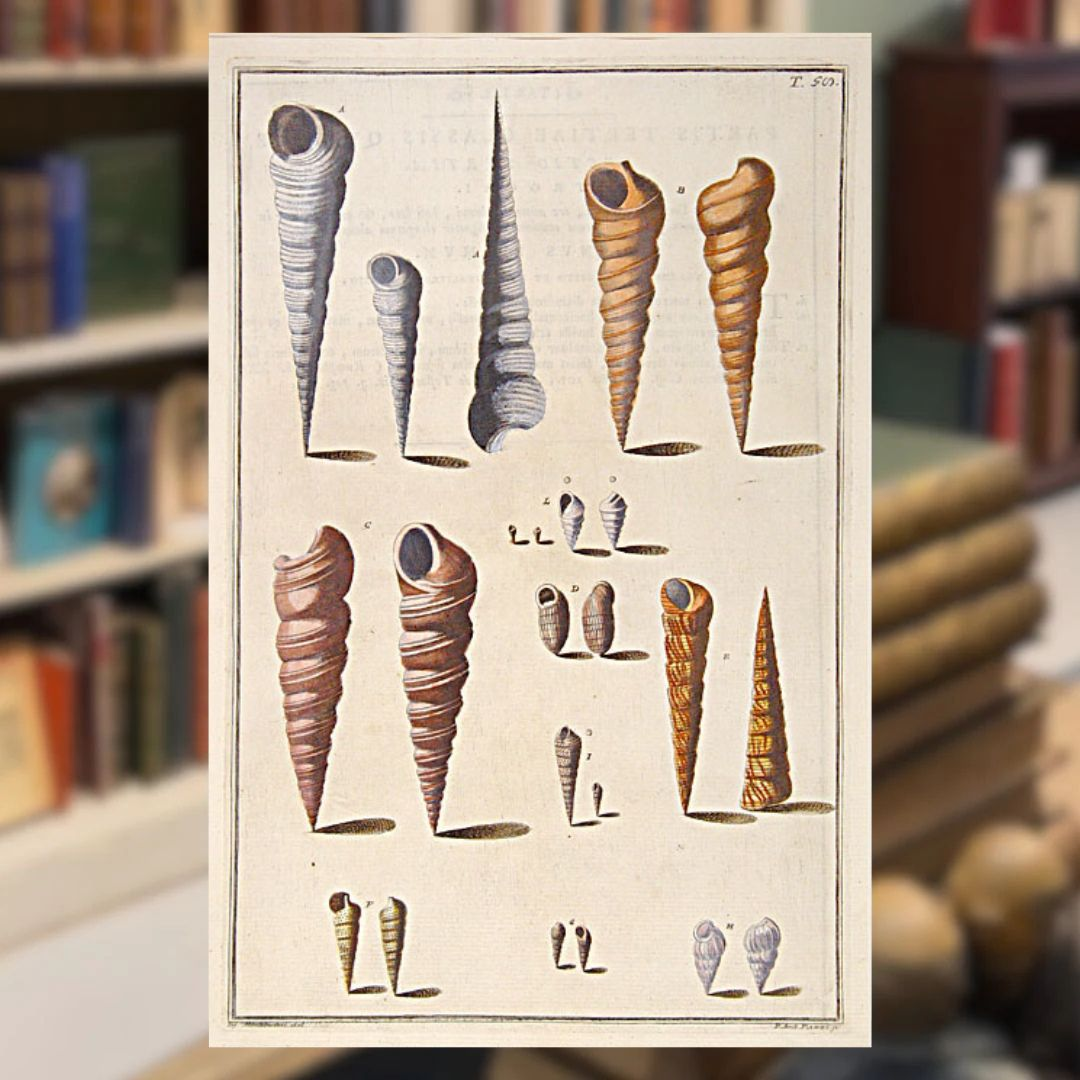 Shells and Fossils Shapero Rare Books