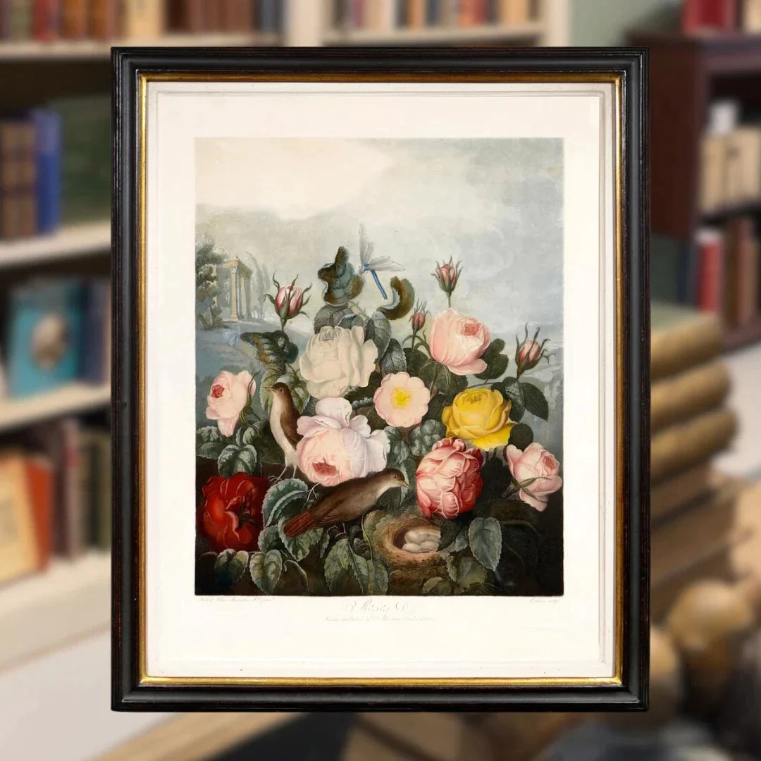 Shop Rare Prints, Maps, and Modern Art at Shapero Rare Books 