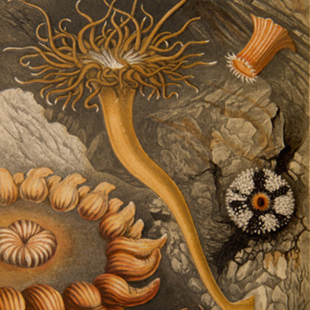 Terra Naturae