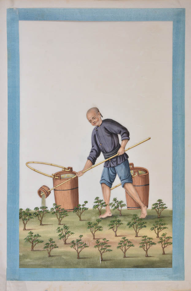 An excellent example of rare Chinese album on pith paper on tea cultivation depicting each process in detail