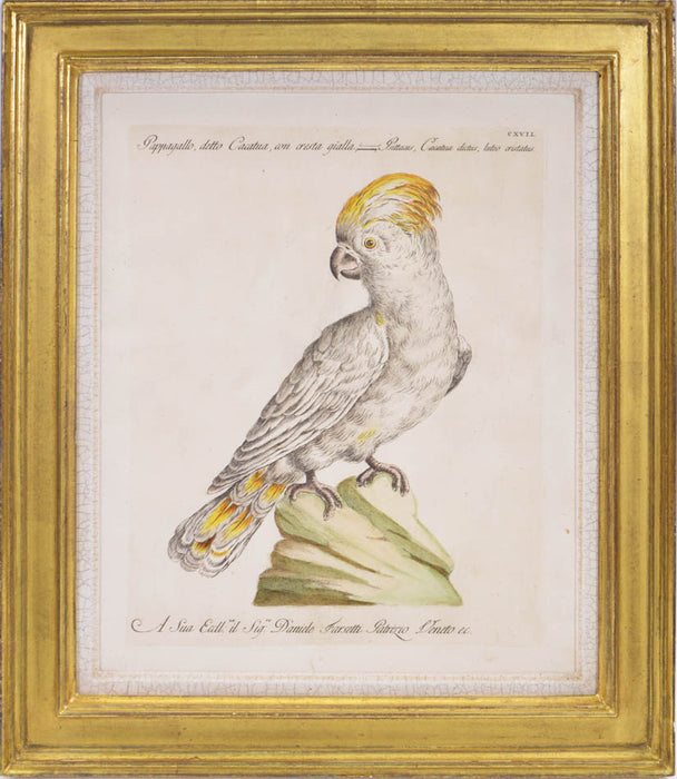 A Group of Six Hand-Coloured Etchings of Parrots