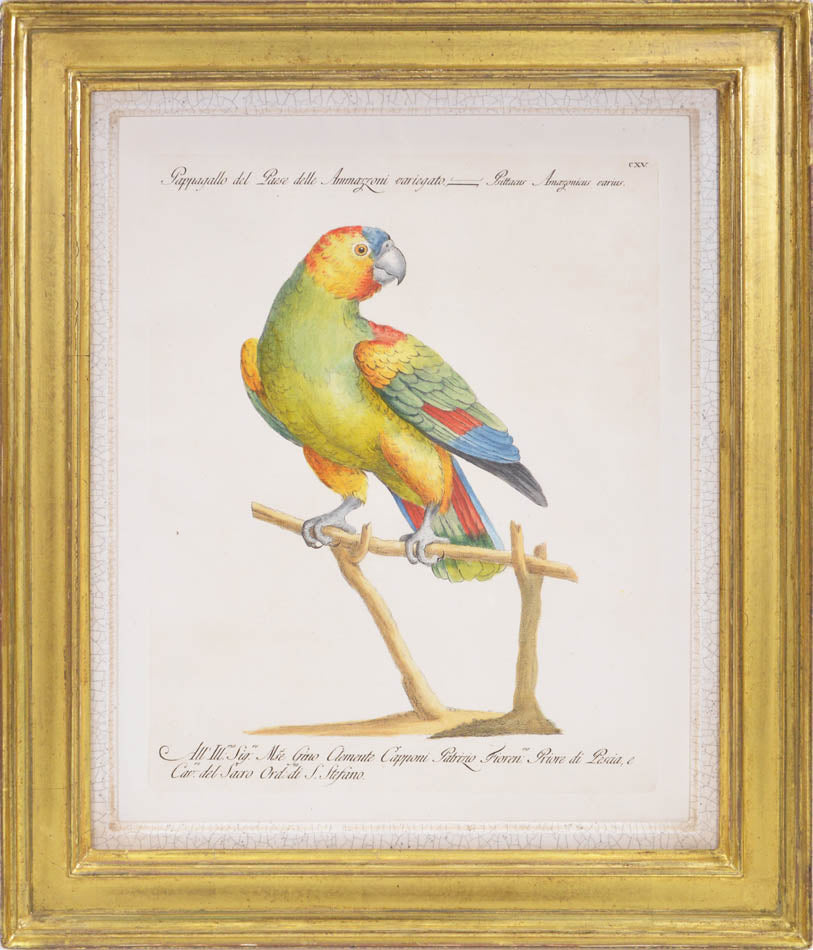 A Group of Six Hand-Coloured Etchings of Parrots