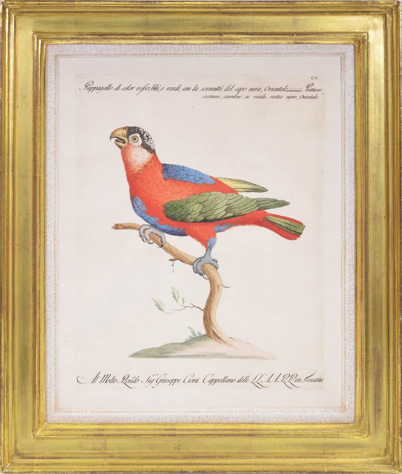 A Group of Six Hand-Coloured Etchings of Parrots