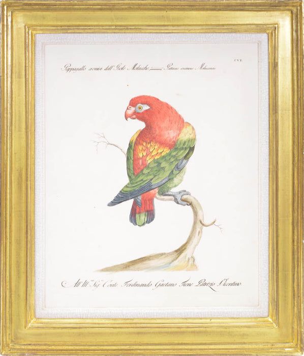 [A Group of Four Hand-coloured Etchings of Parrots.